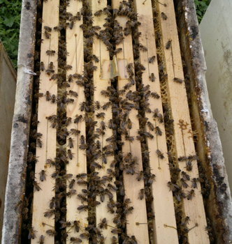 2013-10-13-205_1.jpg