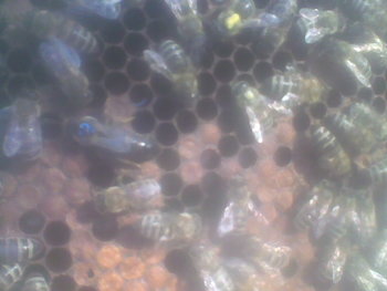 Iul-Aug 2013002.jpg
