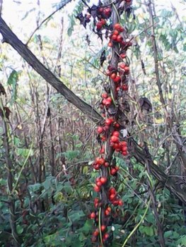 IMG00037 (Medium).jpg