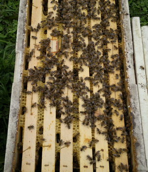 2013-10-13-203_1.jpg
