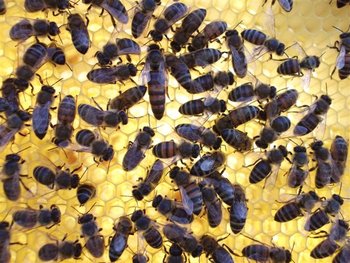 DSCF1437 (Small).JPG