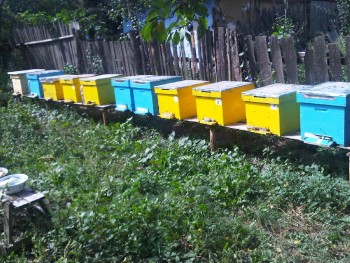 IMG00402-20110910-1403.jpg