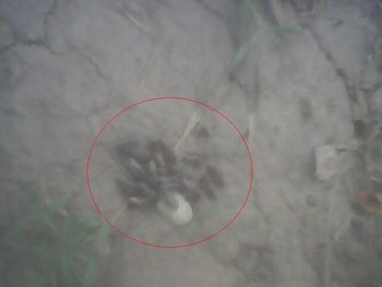 IMG0034A.jpg