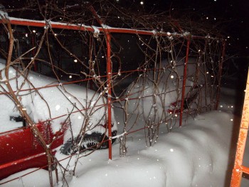 SAM_1135_opt.jpg