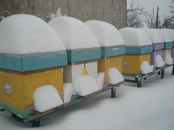 CIMG4351 (Large).JPG