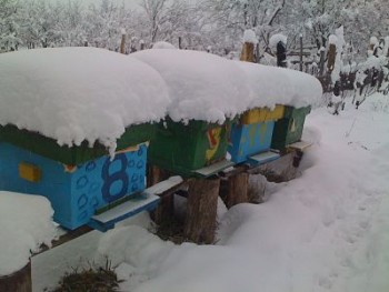 IMG_3037_opt.jpg