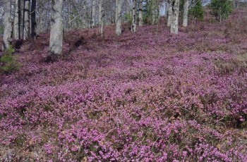 Erica carnea rosa.jpg
