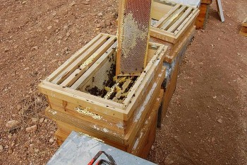 2D5046C966244FE8E4942D4FE8E455 (Copy).jpg