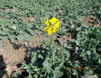 rsz_4picture_002.jpg