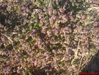 DSC03956.JPG