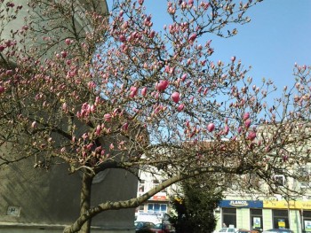 floare.jpg