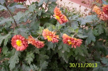 100_5948.JPG