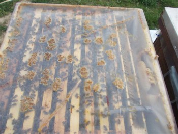cata 1615 (Medium).jpg