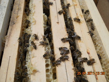 DSCN1267.JPG