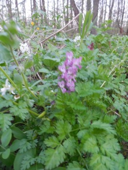 DSCN8576.JPG