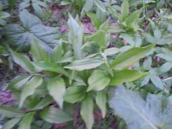 DSCN8587.JPG