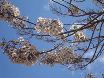 Paulownia.jpg