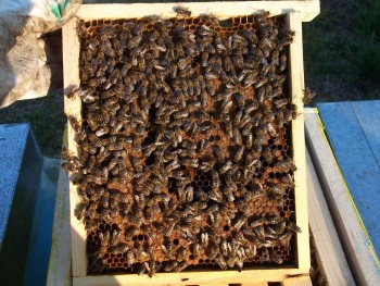 Picture 1024 (Copy).jpg