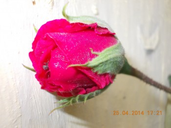 rsz_1picture_002.jpg