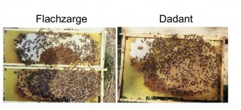 flachzarge.JPG