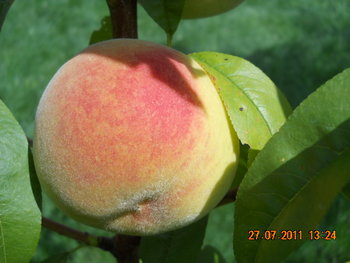 DSCN1306.JPG
