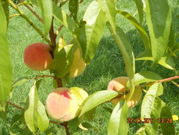 DSCN1307.JPG