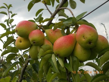 rsz_1picture_017.jpg
