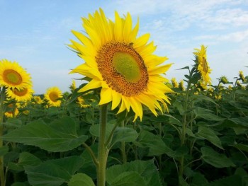 Floare 2.jpg