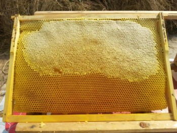 Floare 4.jpg