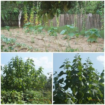 paulownia.jpg