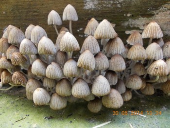 rsz_picture_046.jpg