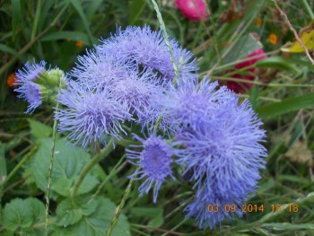 rsz_picture_056.jpg