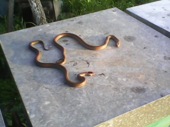 IMG00303.jpg