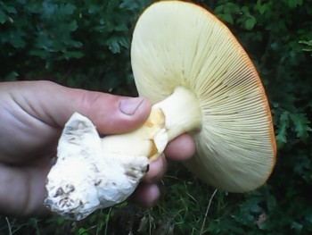 IMG00318.jpg