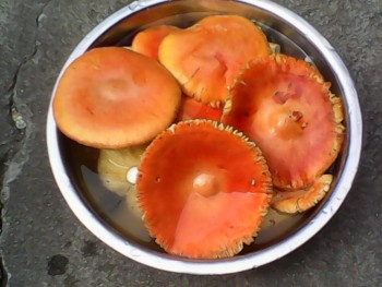 IMG00319.jpg