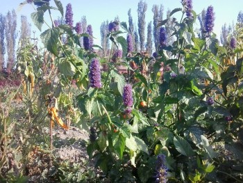 Agastache Foeniculus.jpg
