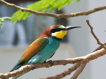 800px-Merops-apiaster.JPG