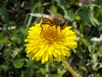 rsz_picture_001.jpg