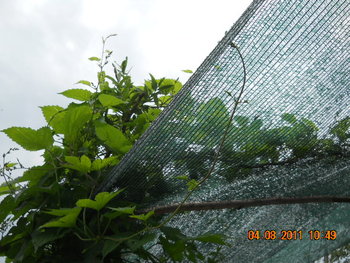 DSCN1374.JPG