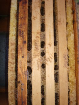 DSC07657.JPG