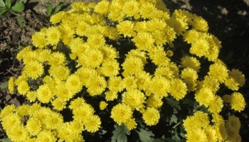 IMG_5741.jpg