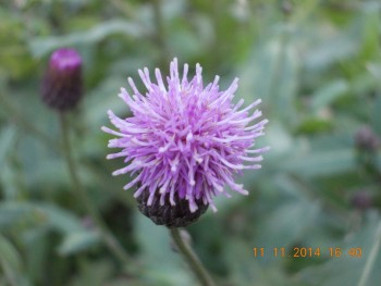 rsz_picture_055.jpg