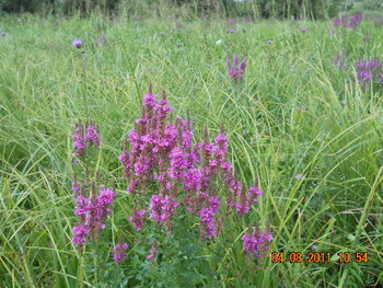 DSCN1385.JPG