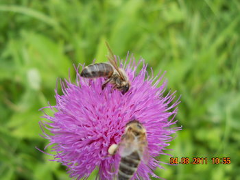 DSCN1386.JPG