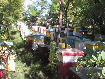 PIC_0093.JPG
