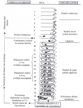 Cosoroaba  225.jpg