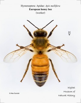 Apis melifera.jpg