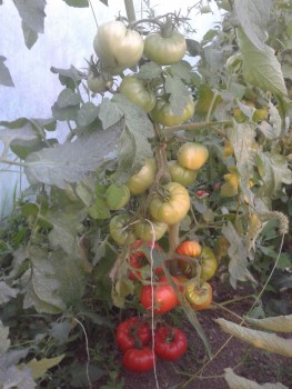 rsz_1photo-0026.jpg