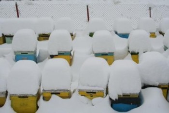 primavara 2014 002.jpg