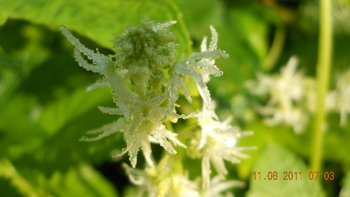 rsz_1dscn1504.jpg